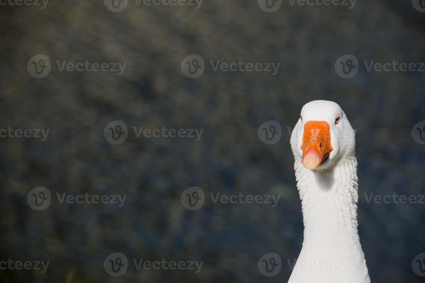Goose isolated close up portrait photo