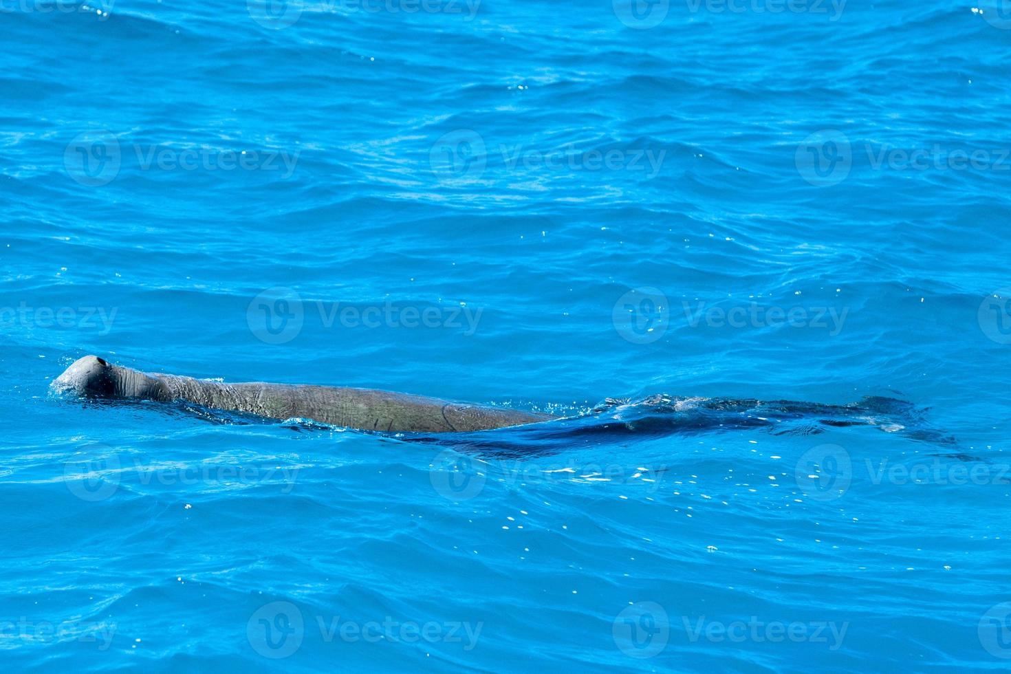 australia dugong while swimming on sea surface photo
