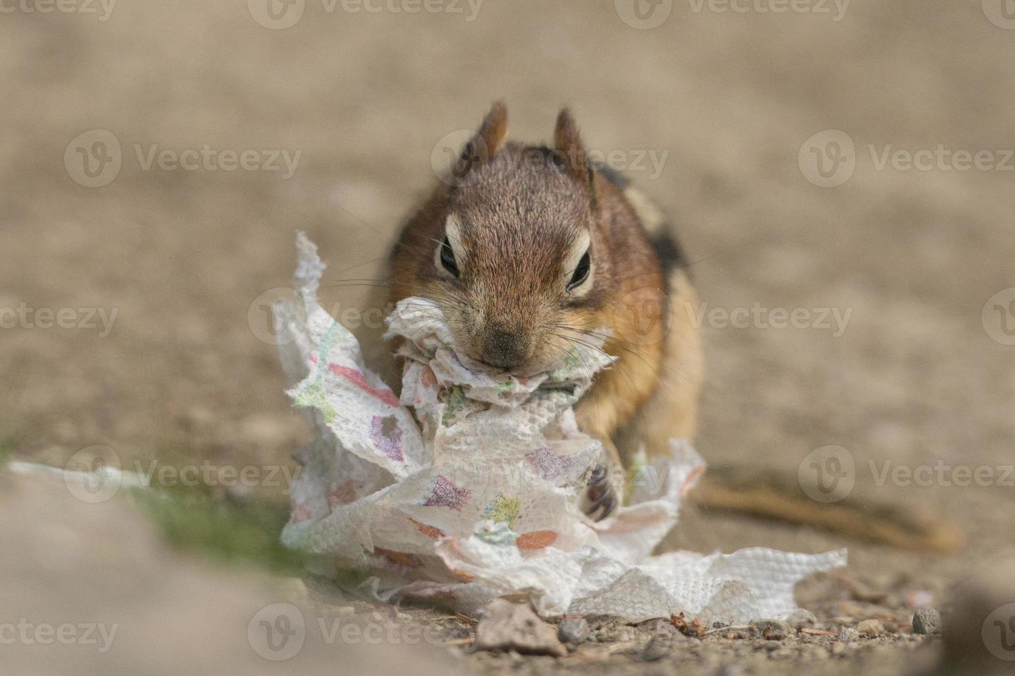 Ground squirrel portrait while eating paper photo