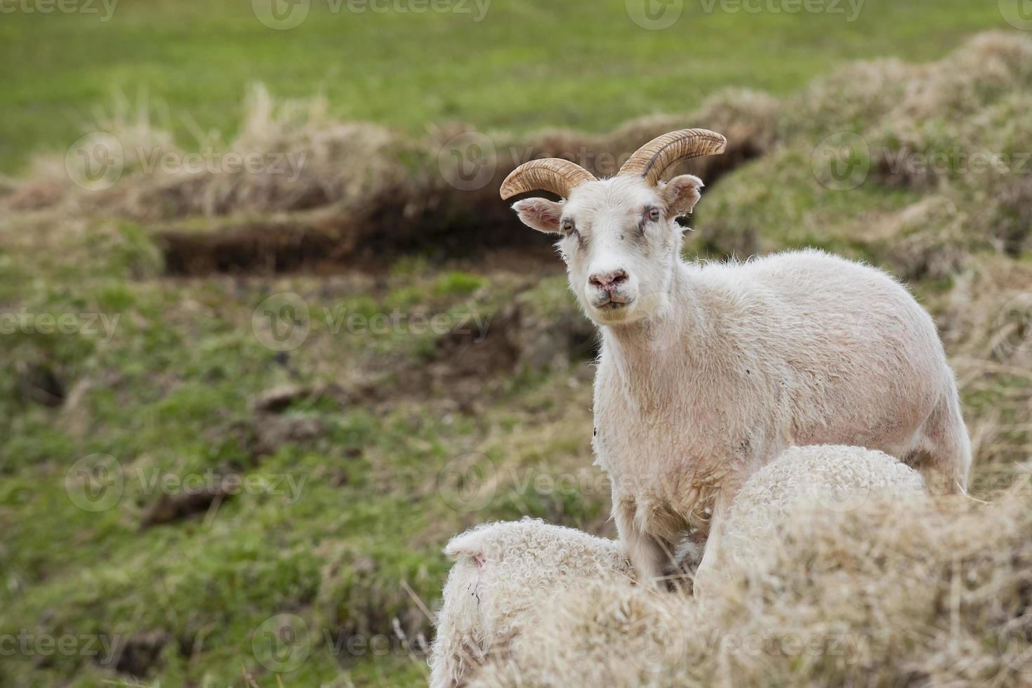 A sheep from iceland with its calf while sleeping photo