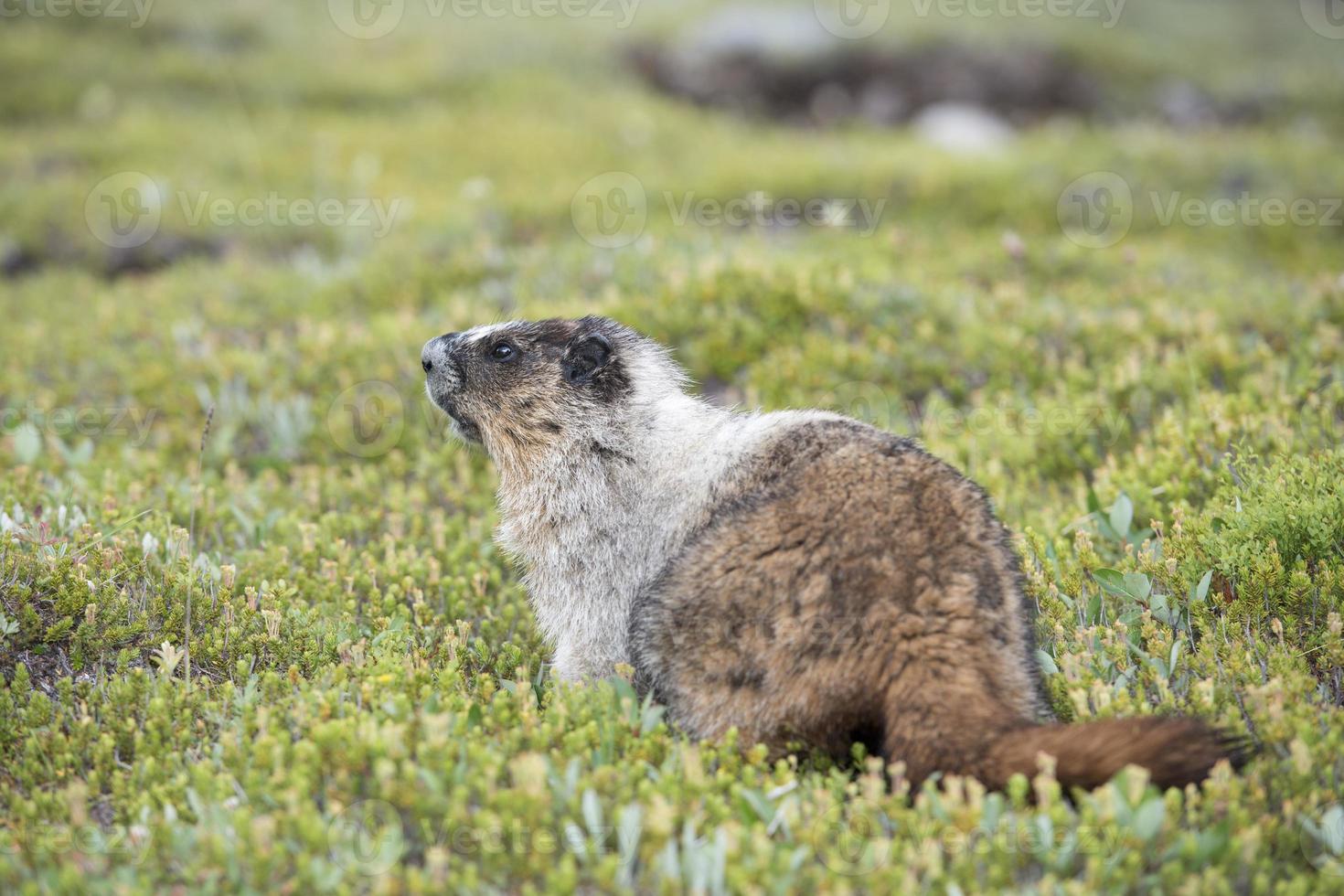 Canadian Marmot Portrait photo