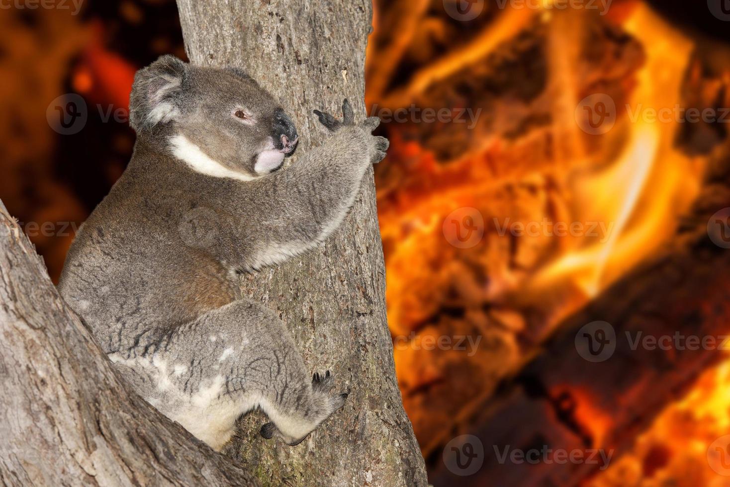 yelling crying koala in australia bush fire photo