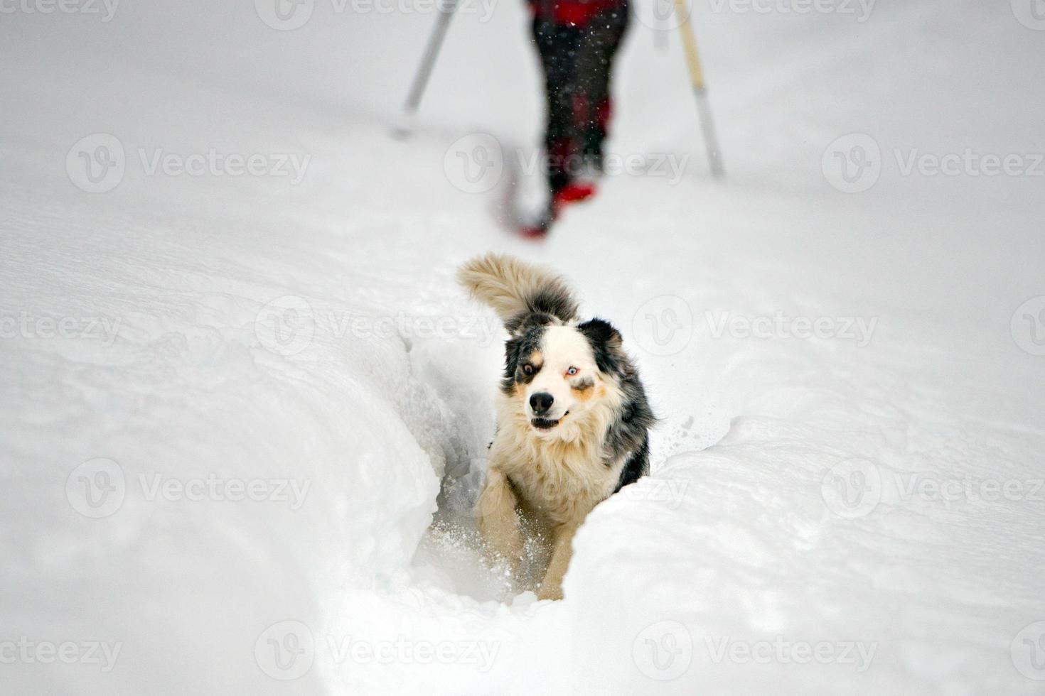 blue eyed dog on the snow background photo