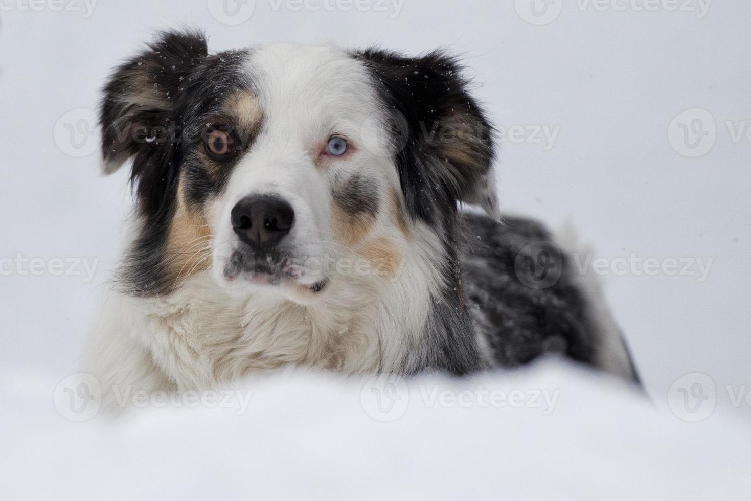 blue eyed dog on the snow background photo