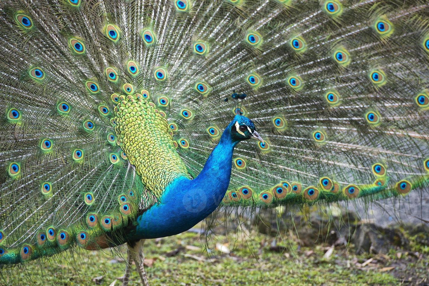 peacock bird wonderful feather open wheel portrait photo