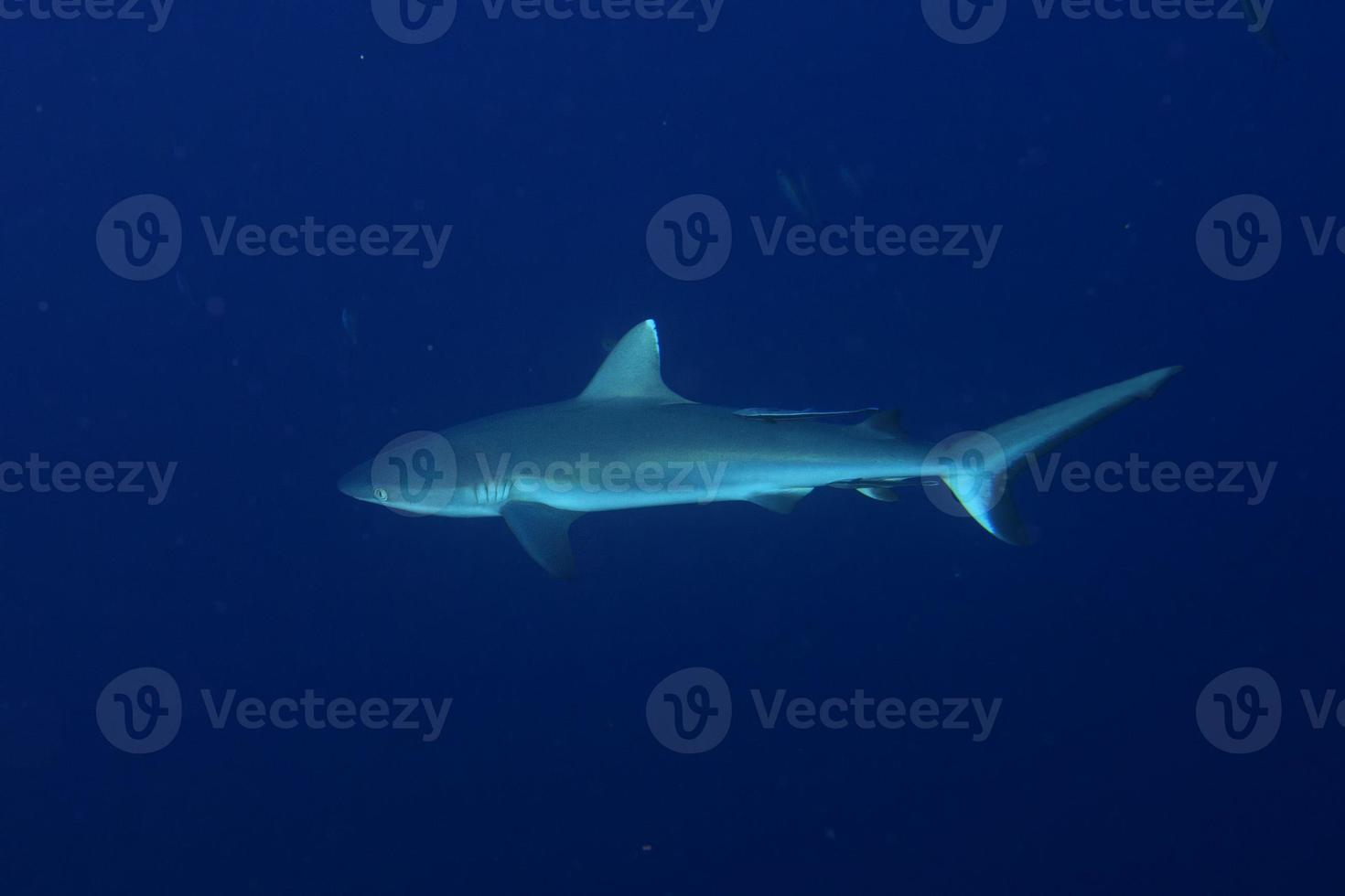 Grey shark jaws ready to attack underwater close up portrait photo
