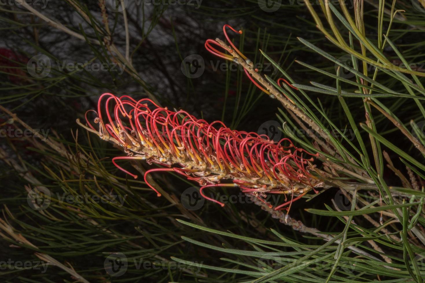 Australia bush flora flowers detail banksia flower photo