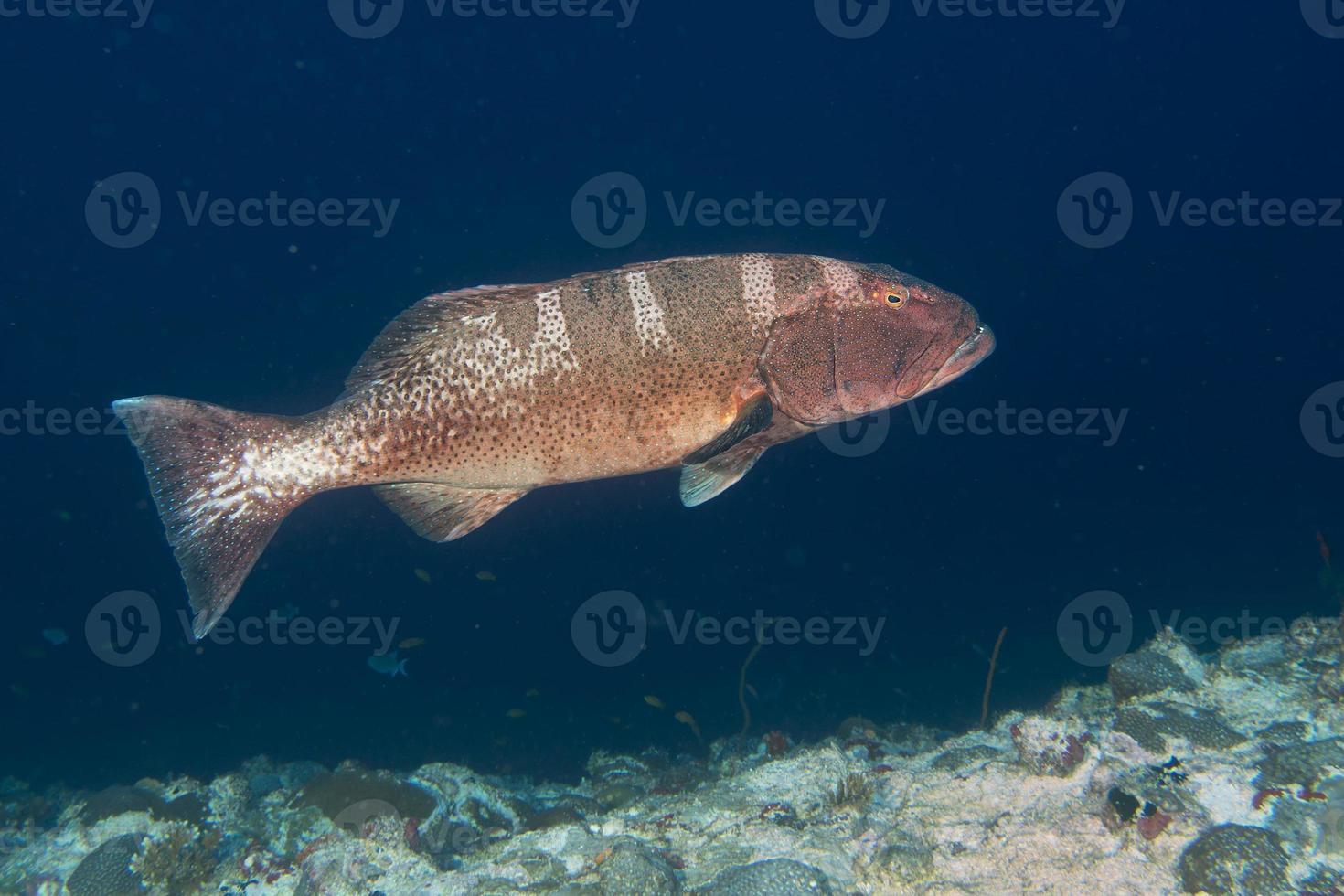 colorful grouper isolated on ocean photo