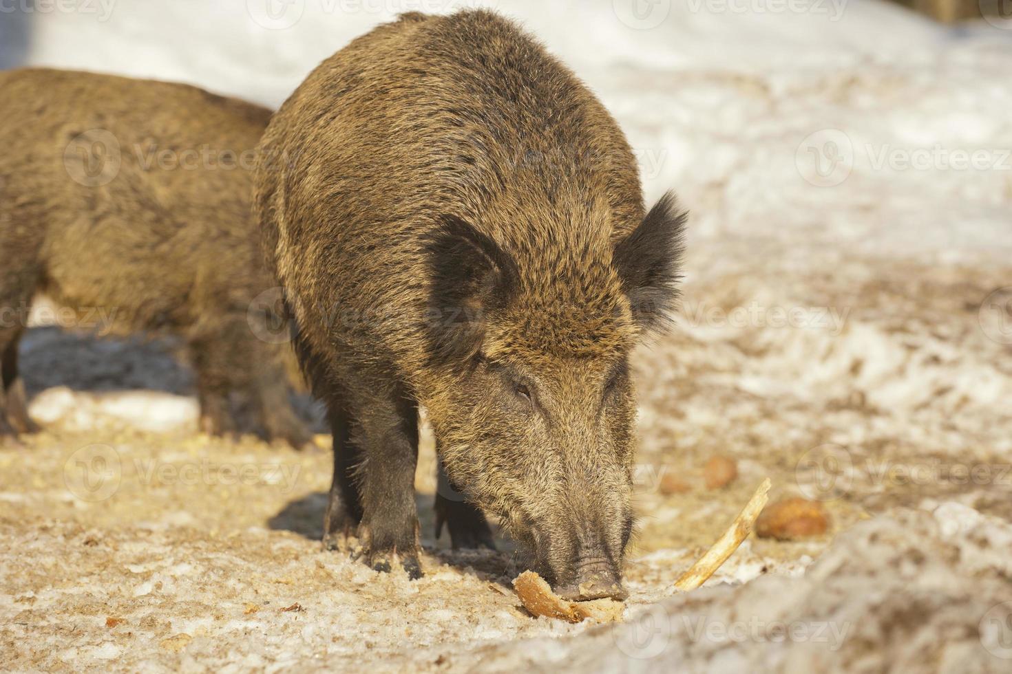 una boca de cerdo salvaje mientras come foto