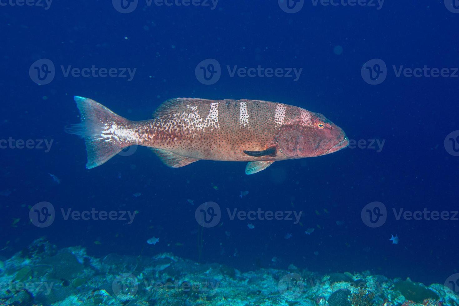 colorful grouper isolated on ocean photo