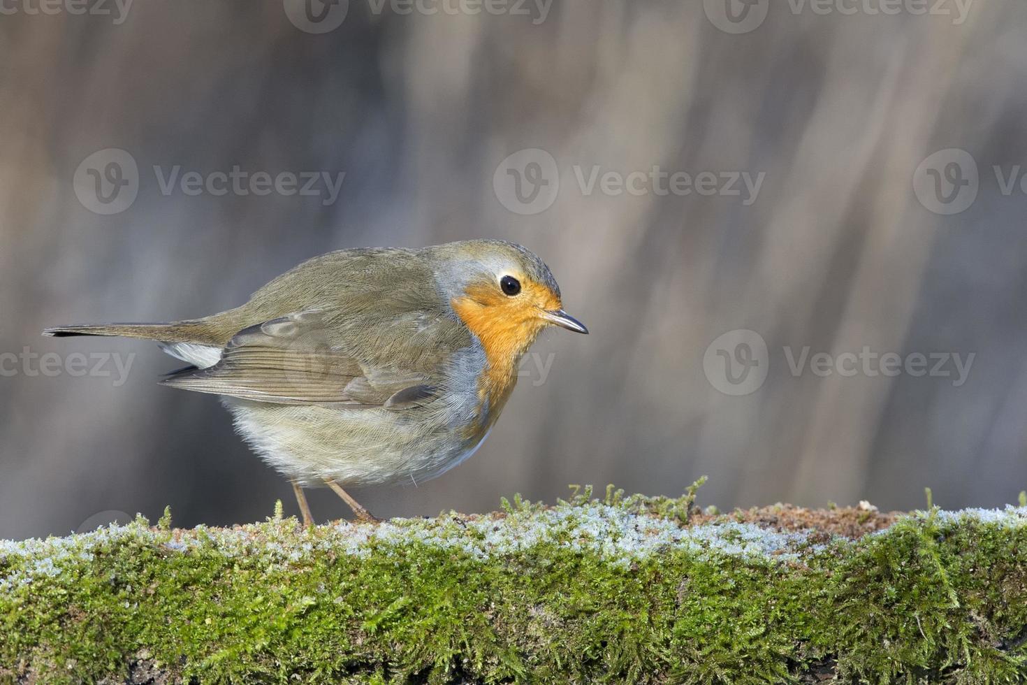 robin bird red breast photo