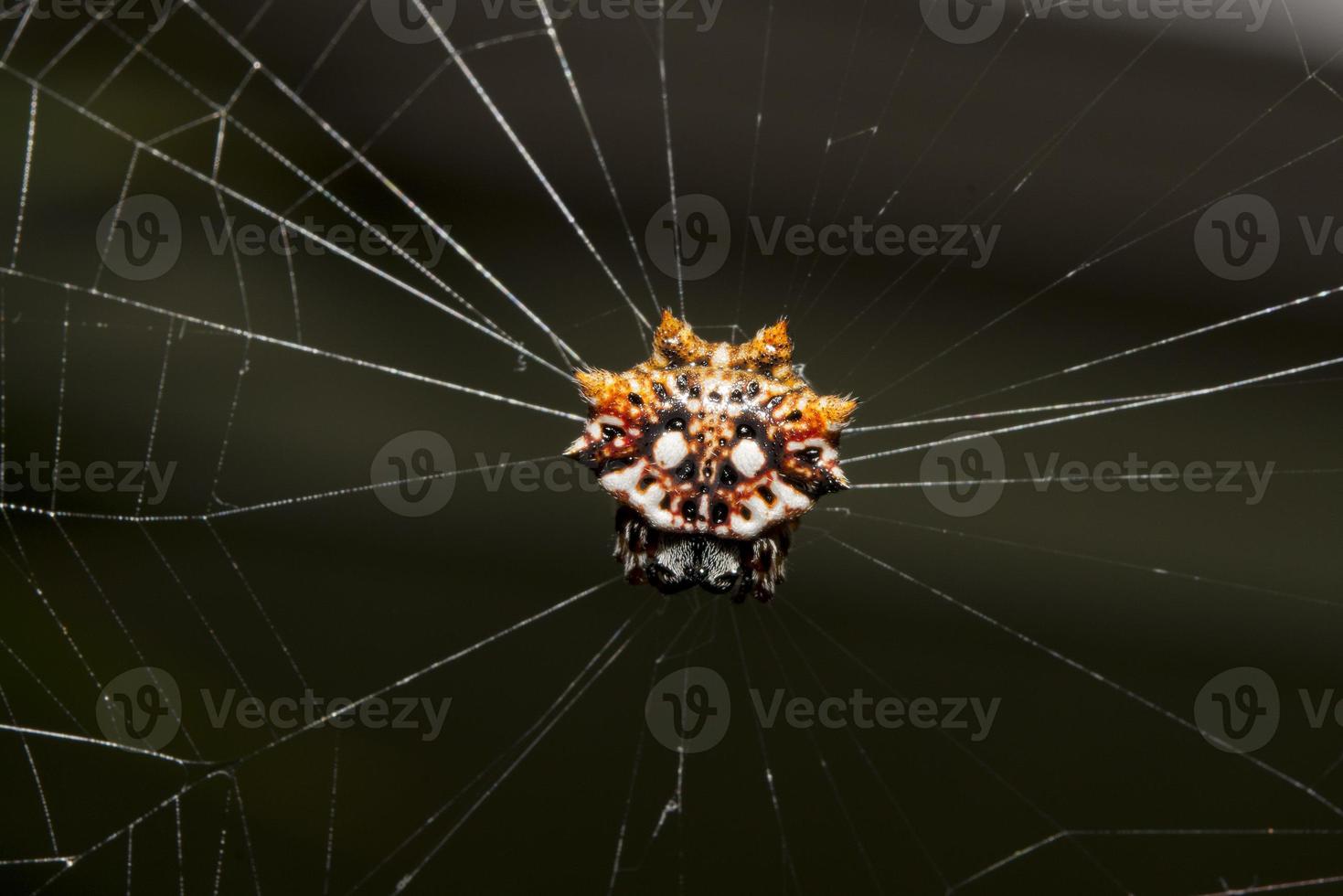 araña tropical con su presa foto