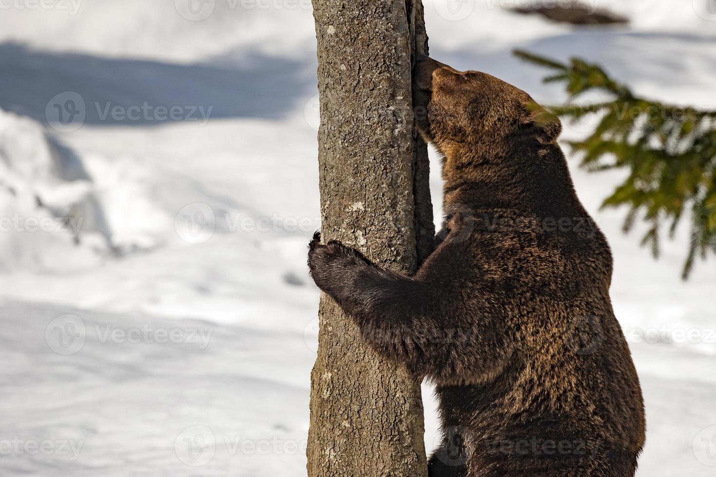 bear portrait in the snow photo