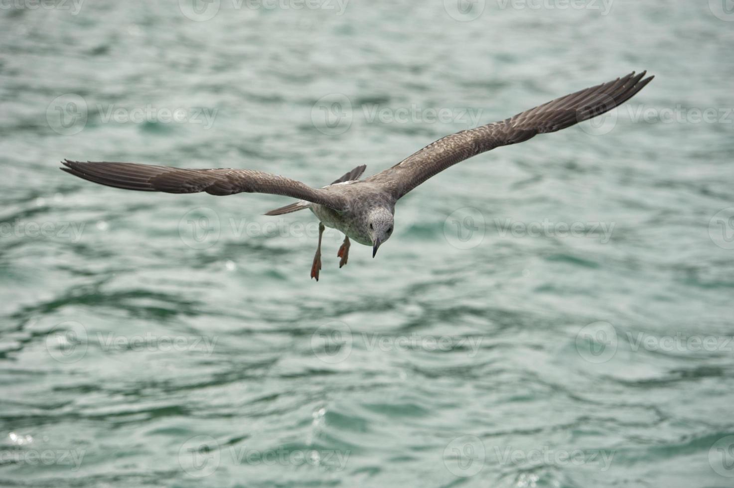 Seagull flying to you photo