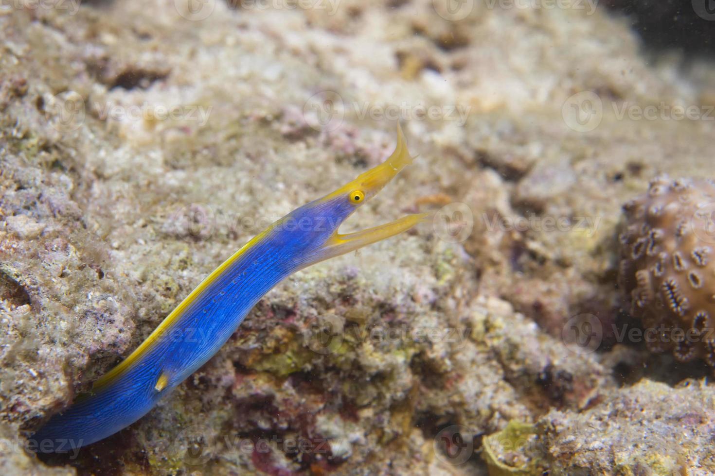A yellow and blue eel moray in Sipadan, Borneo, Malaysia 12208693 Stock