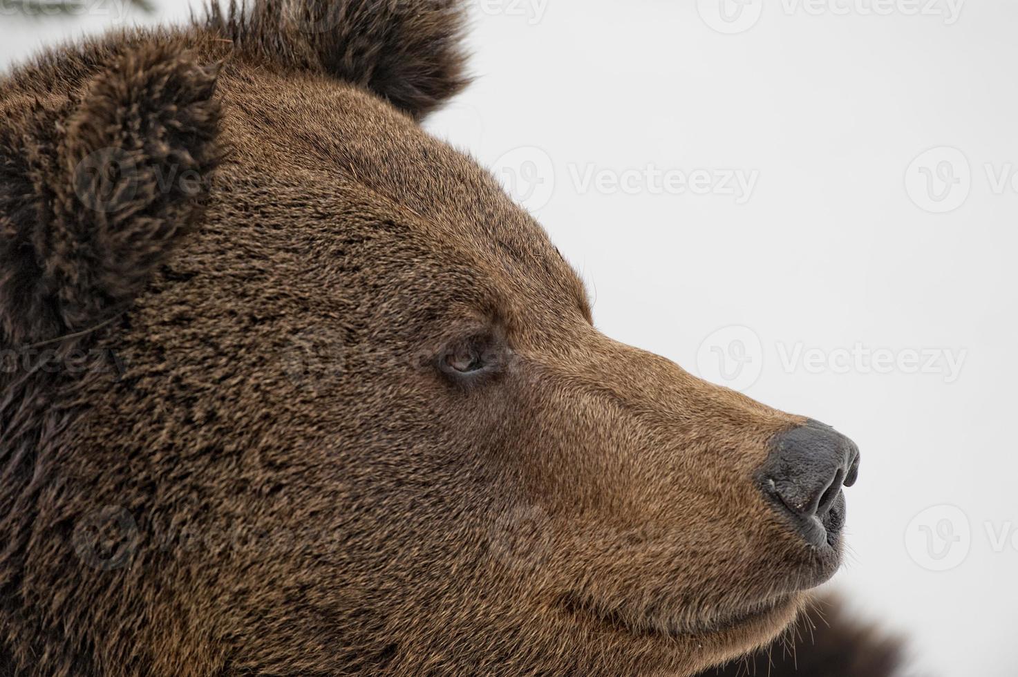 bear brown grizzly portrait in the snow photo