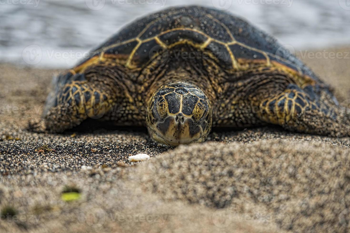 Green Turtle on sandy beach photo