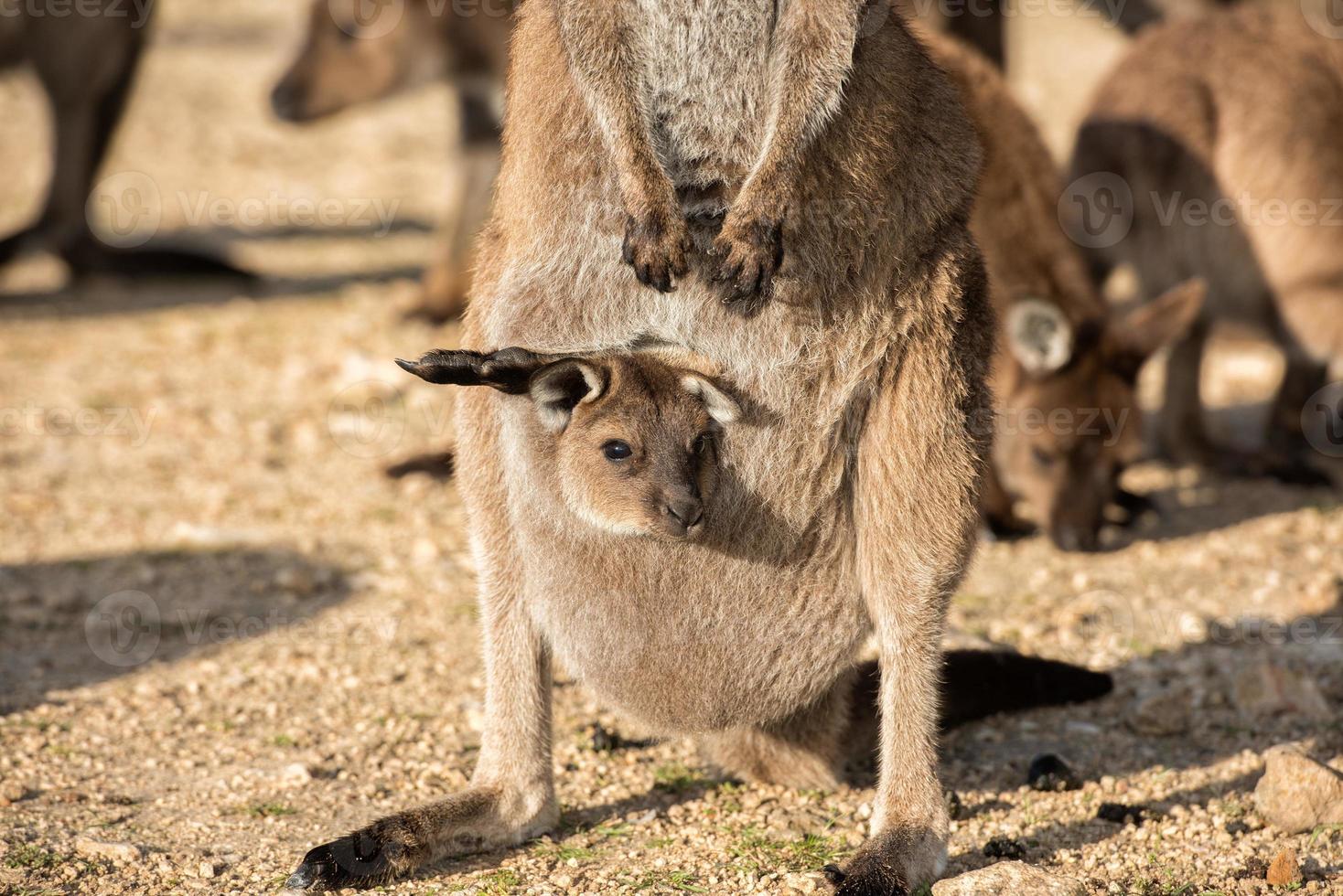 kangaroo portrait close up portrait look at you photo