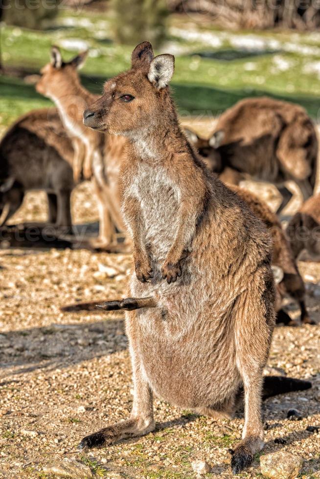 Kangaroo mother and son portrait  looking at you photo