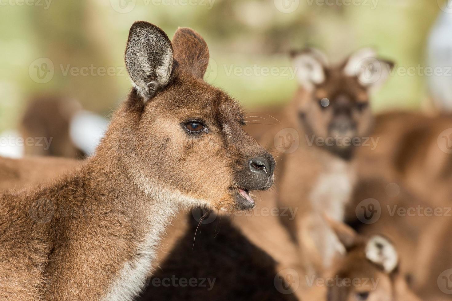 Kangaroos close up portrait while looking at you photo