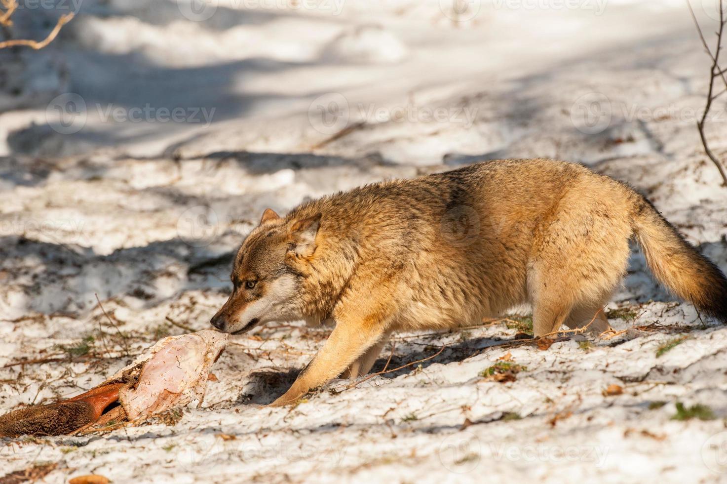 lobo comiendo y cazando en la nieve foto