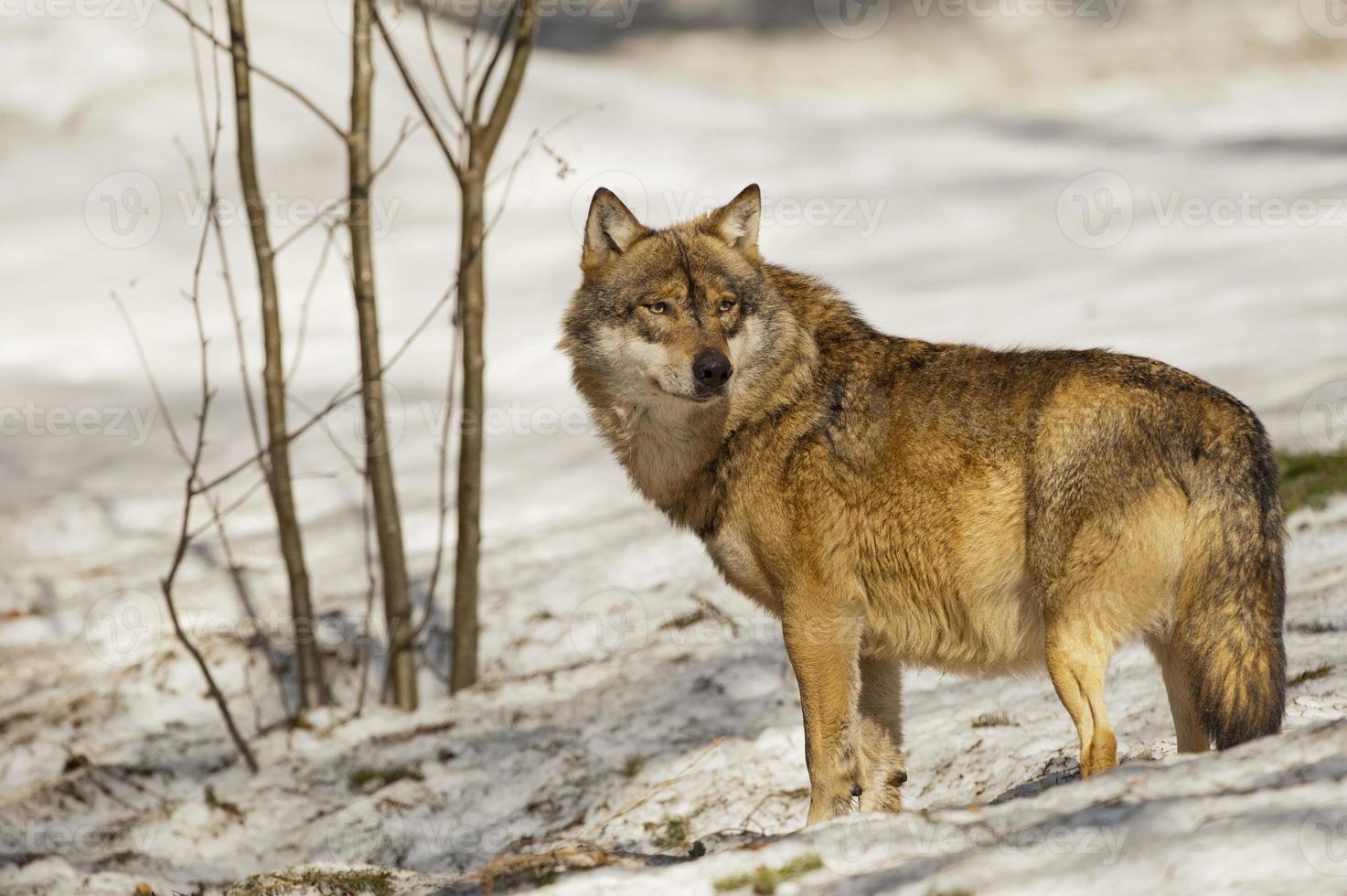 A grey wolf isolated in the snow while looking at you photo