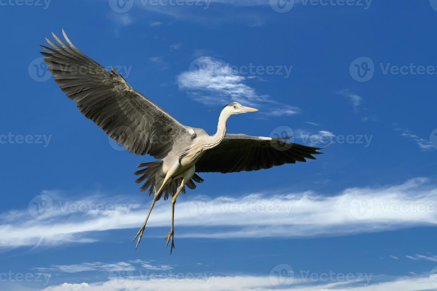A blue black heron in the blue sky background photo