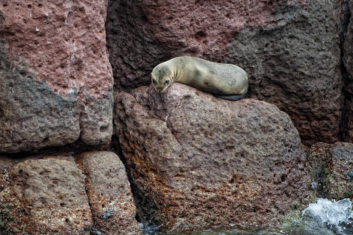 lobo marino herido en baja california foto