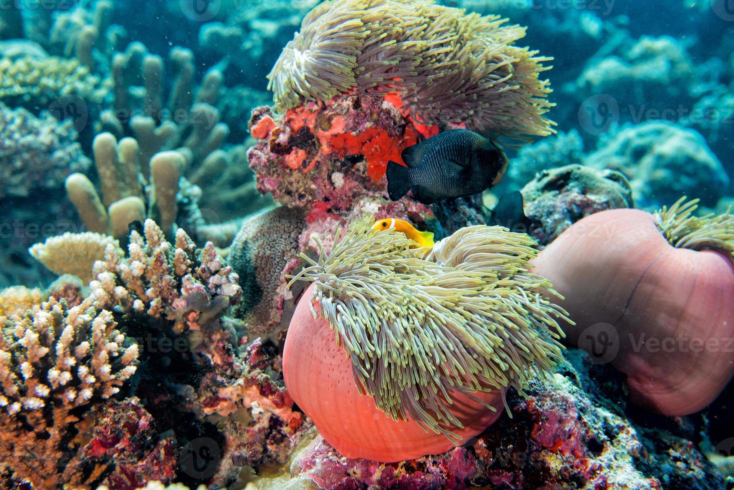 Clown fish inside pink purple anemone photo