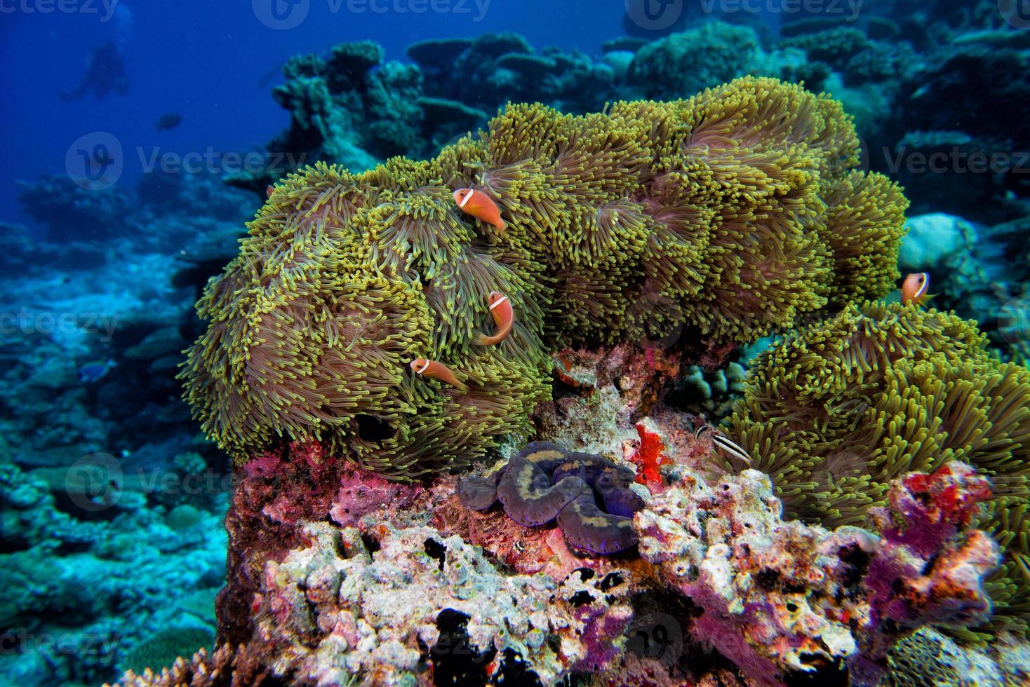 Clown fish inside pink purple anemone photo