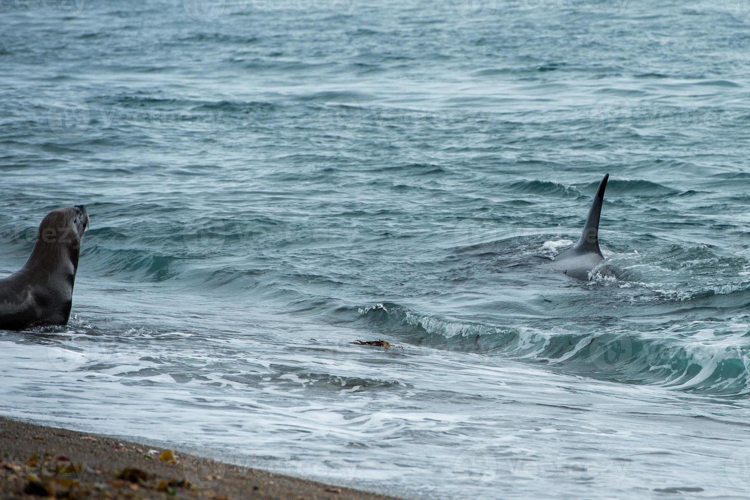 Orca attack a seal on the beach photo