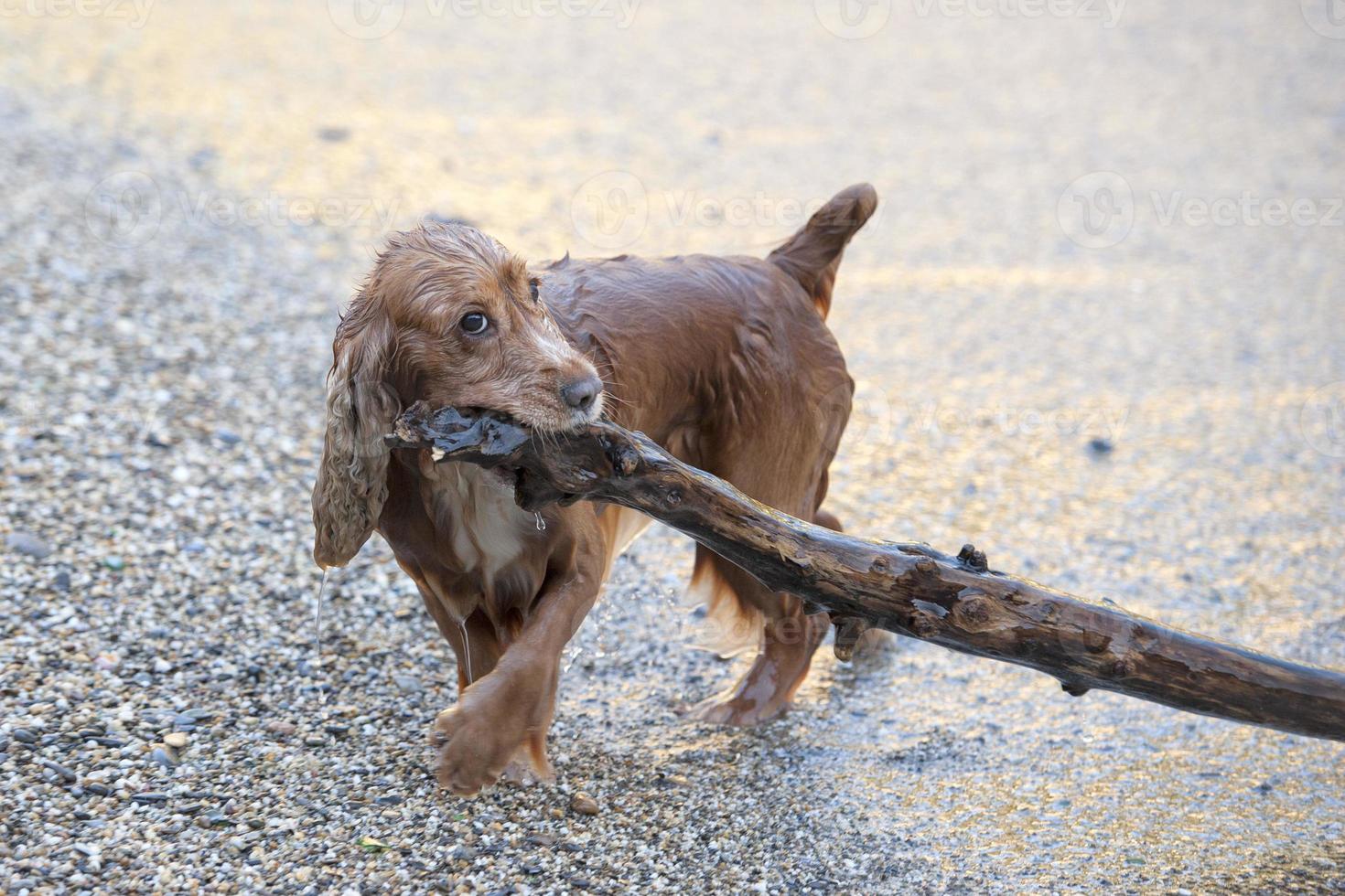 Puppy dog cocker spaniel playing on the beach photo