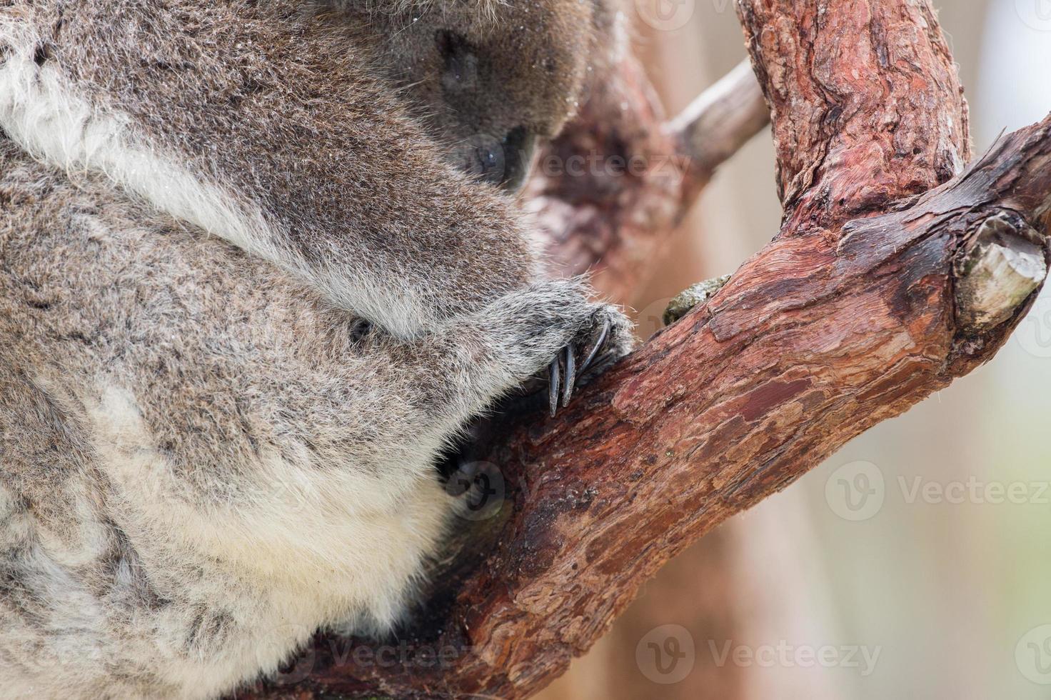 Wild koala sleeping on a tree photo