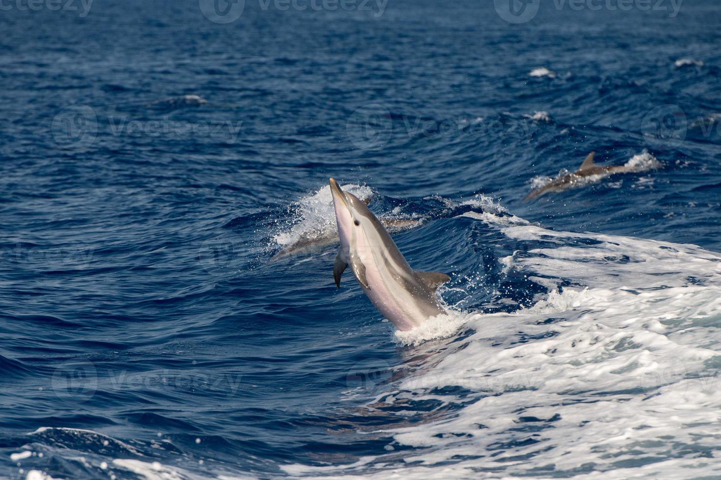 Dolphins while jumping in the deep blue sea photo