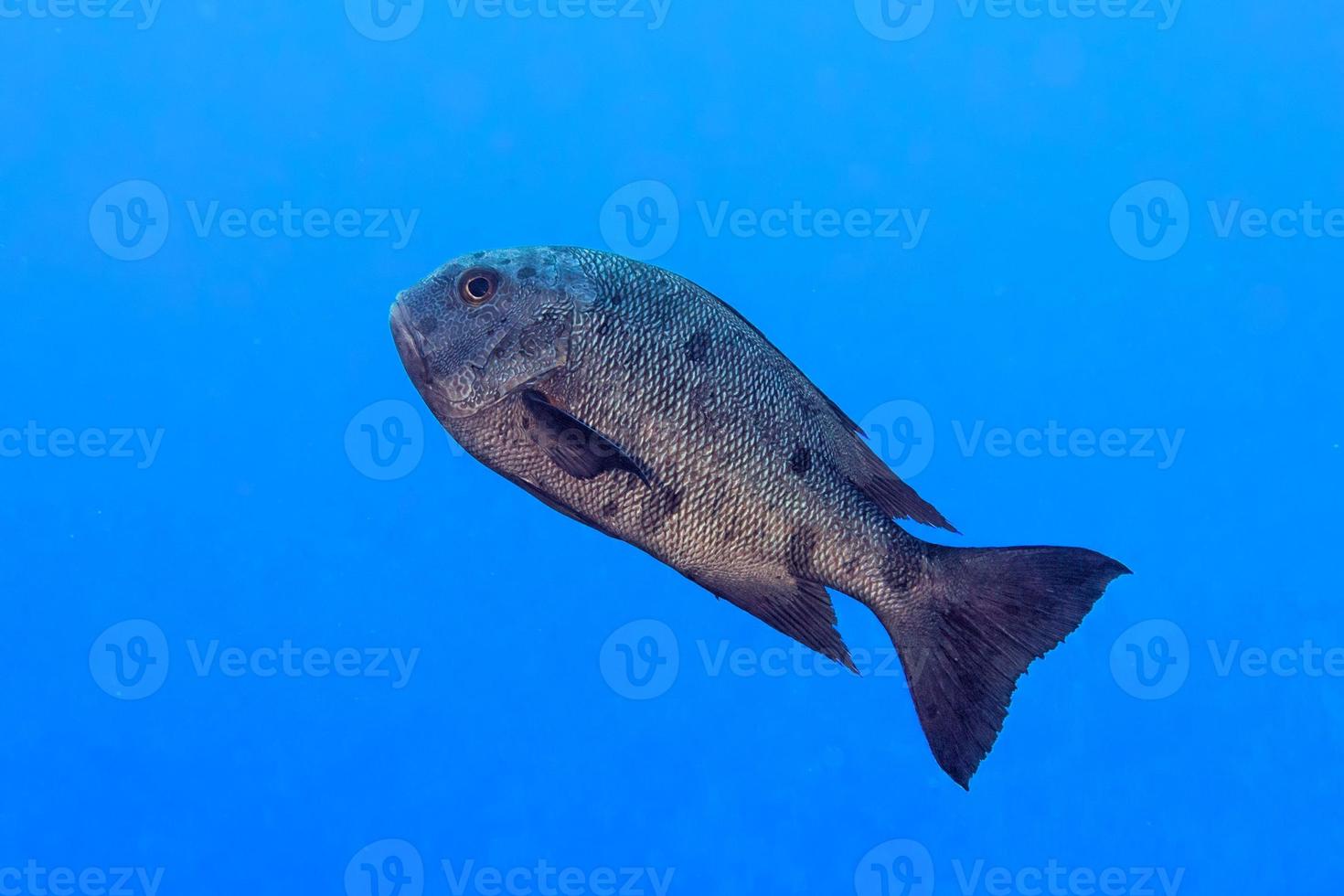 colorful grouper isolated on ocean photo