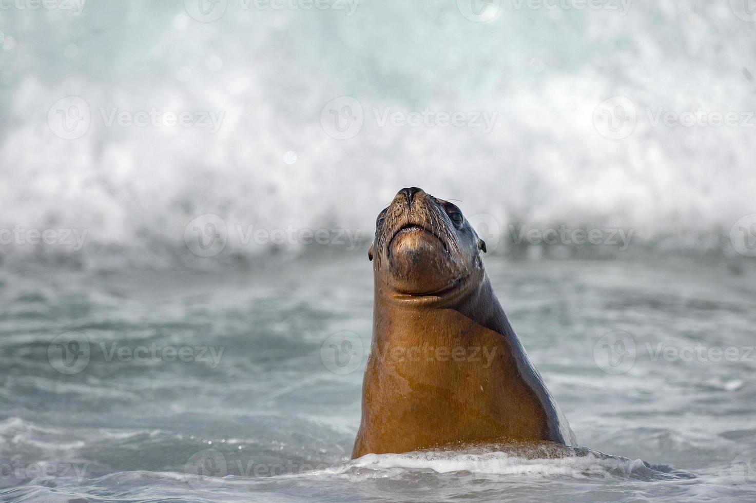 león marino sobre espuma y ola marina foto