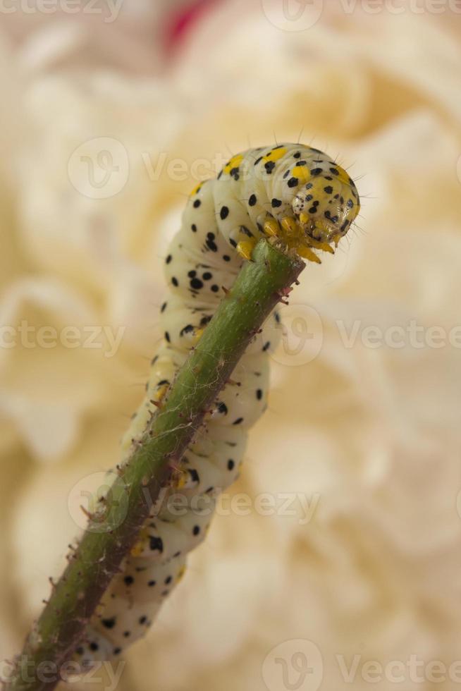 una oruga de gusano palmer sobre fondo de flor blanca foto