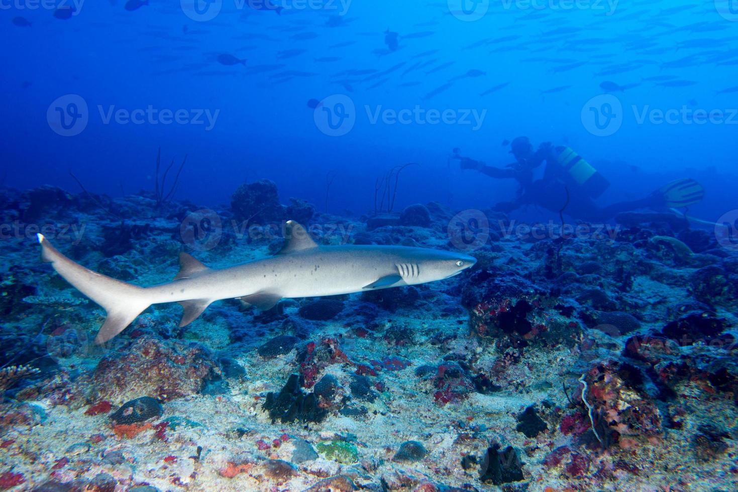 White tip Shark 12209075 Stock Photo at Vecteezy