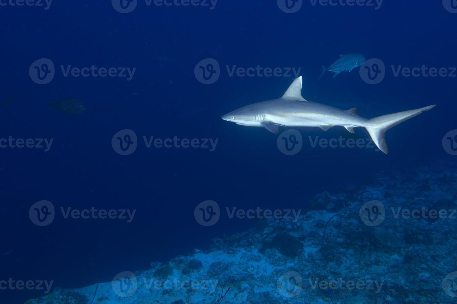 Mandíbulas de tiburón gris listo para atacar bajo el agua cerca retrato foto