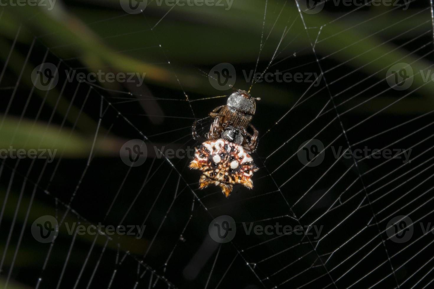 tropical spider with its prey photo