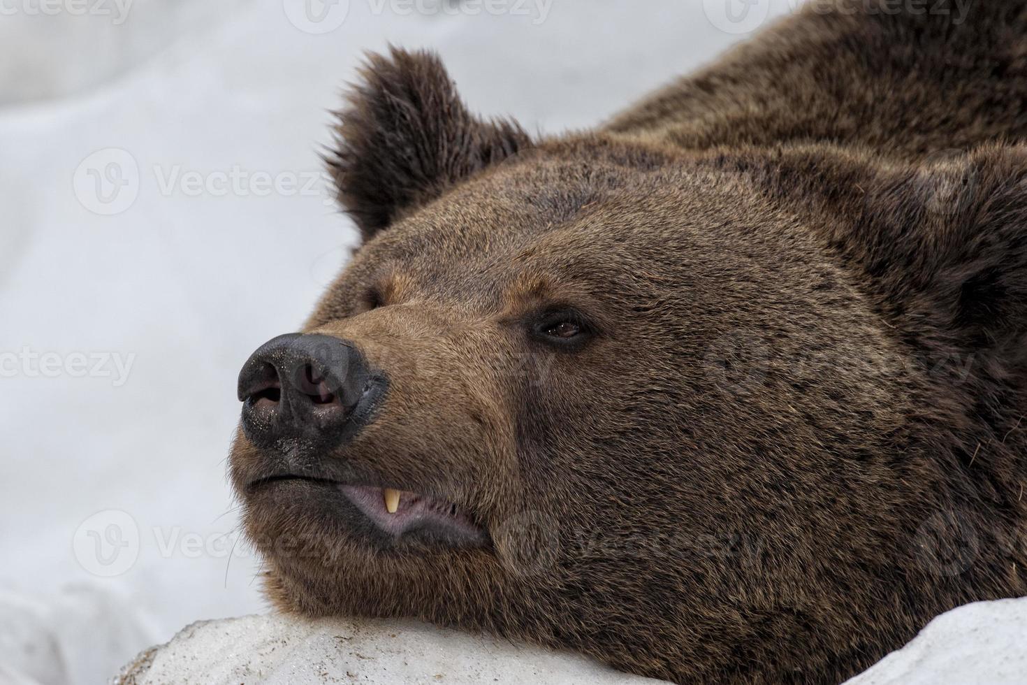 Black bear brown grizzly portrait in the snow while looking at you photo