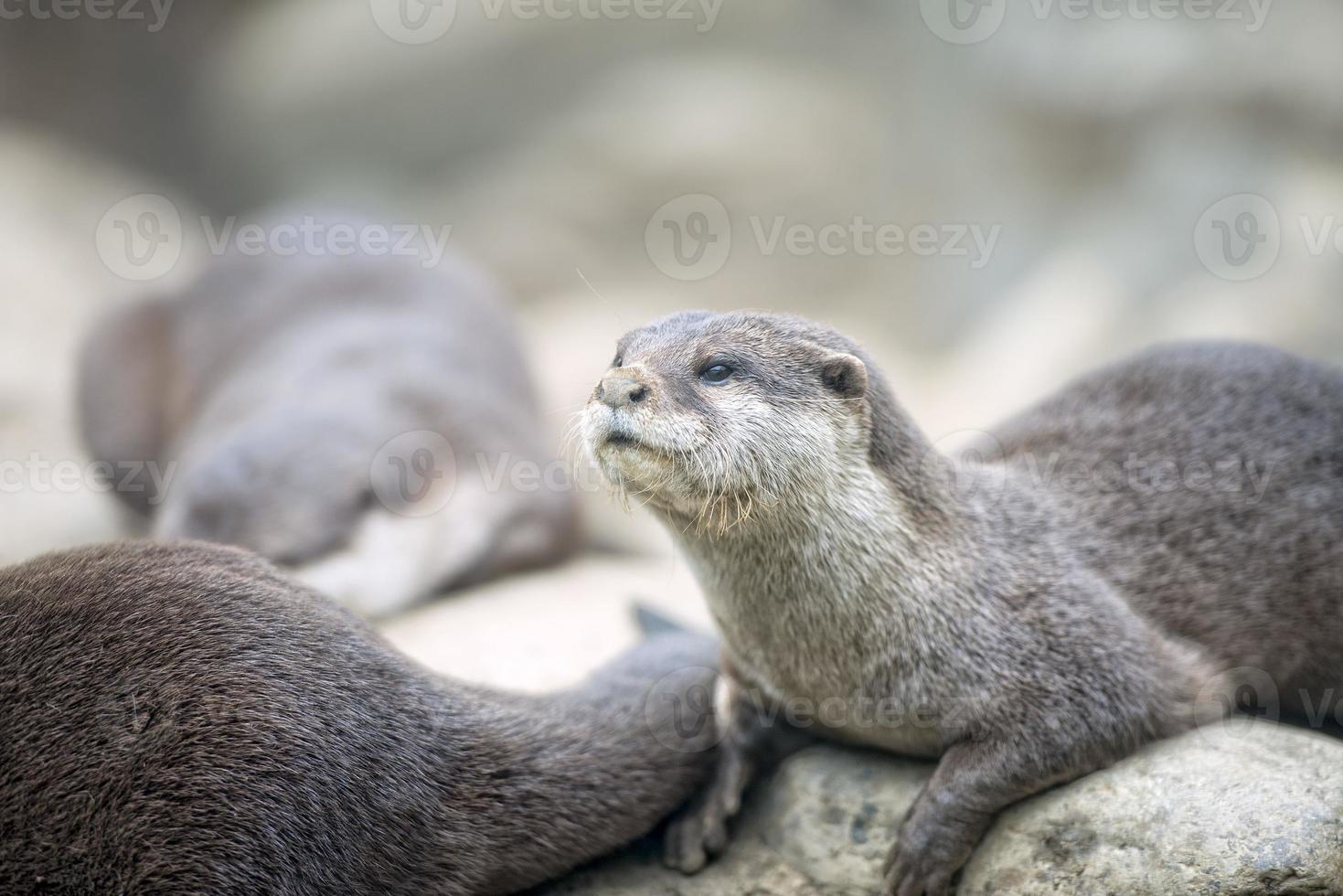 lindo retrato de nutria foto