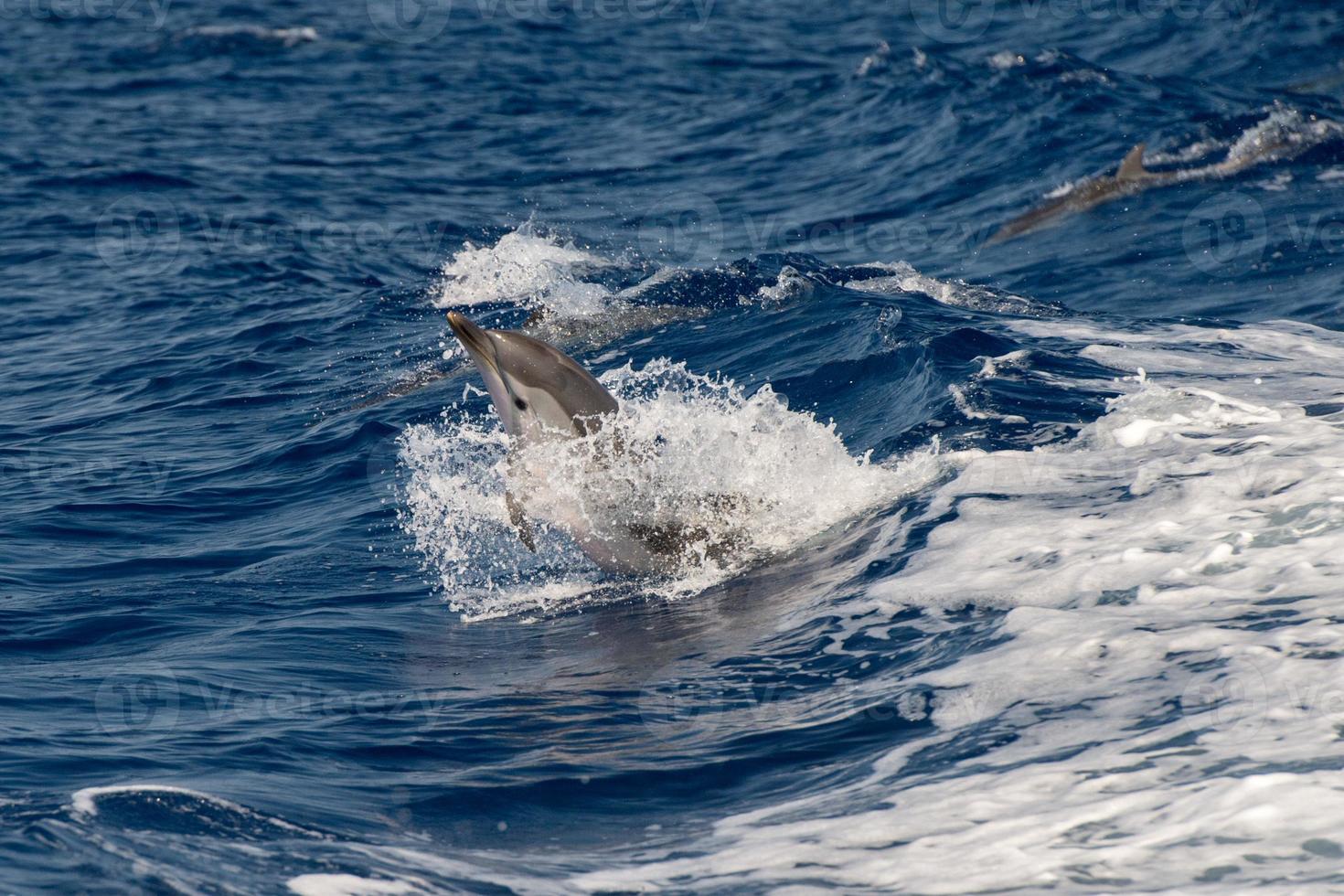 Dolphins while jumping in the deep blue sea photo