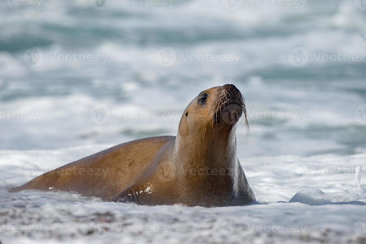 sea lion on foam and sea wave photo