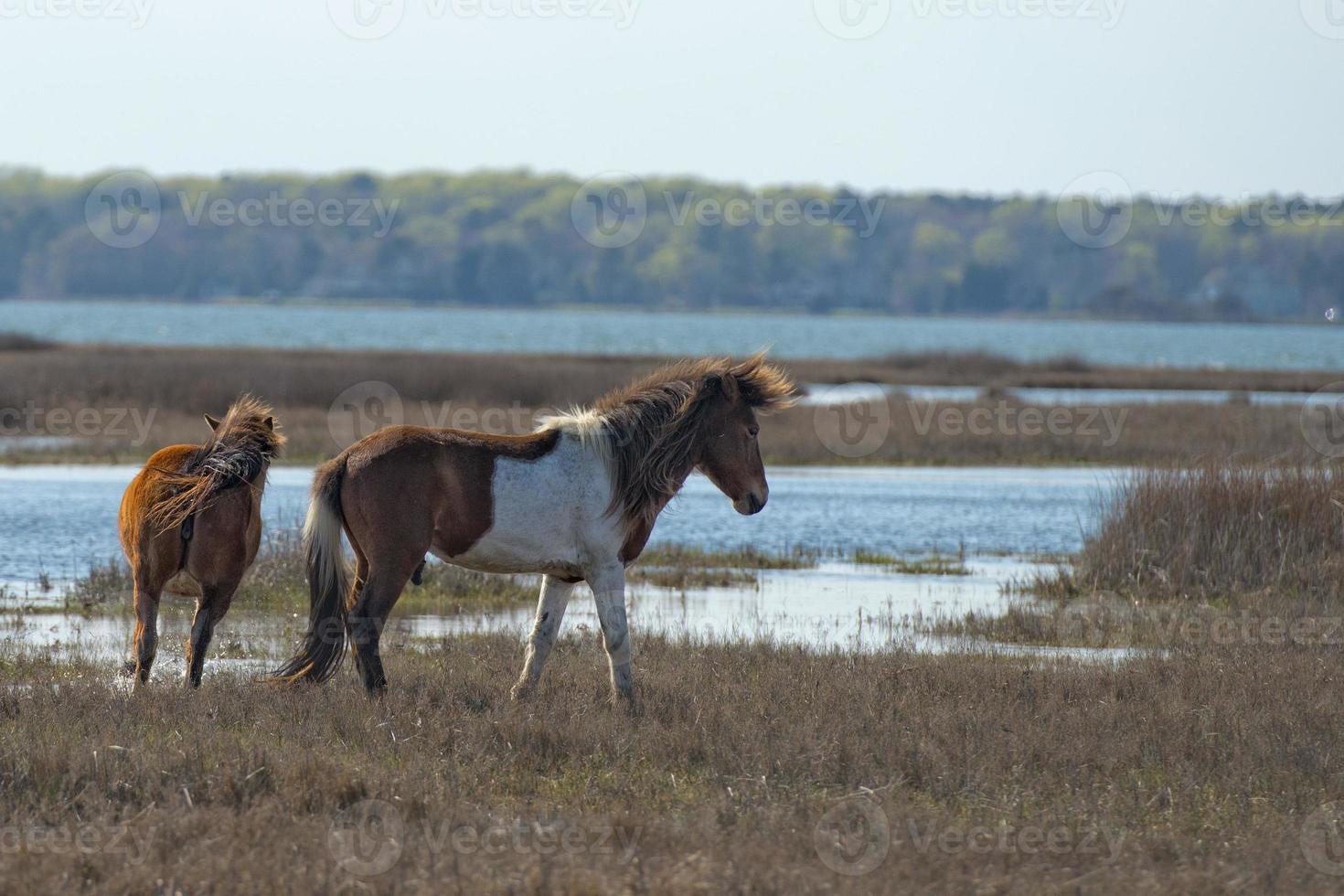 assateague caballo bebé joven cachorro poni salvaje foto