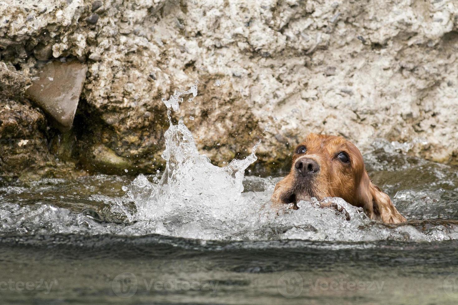 Puppy dog cocker spaniel photo