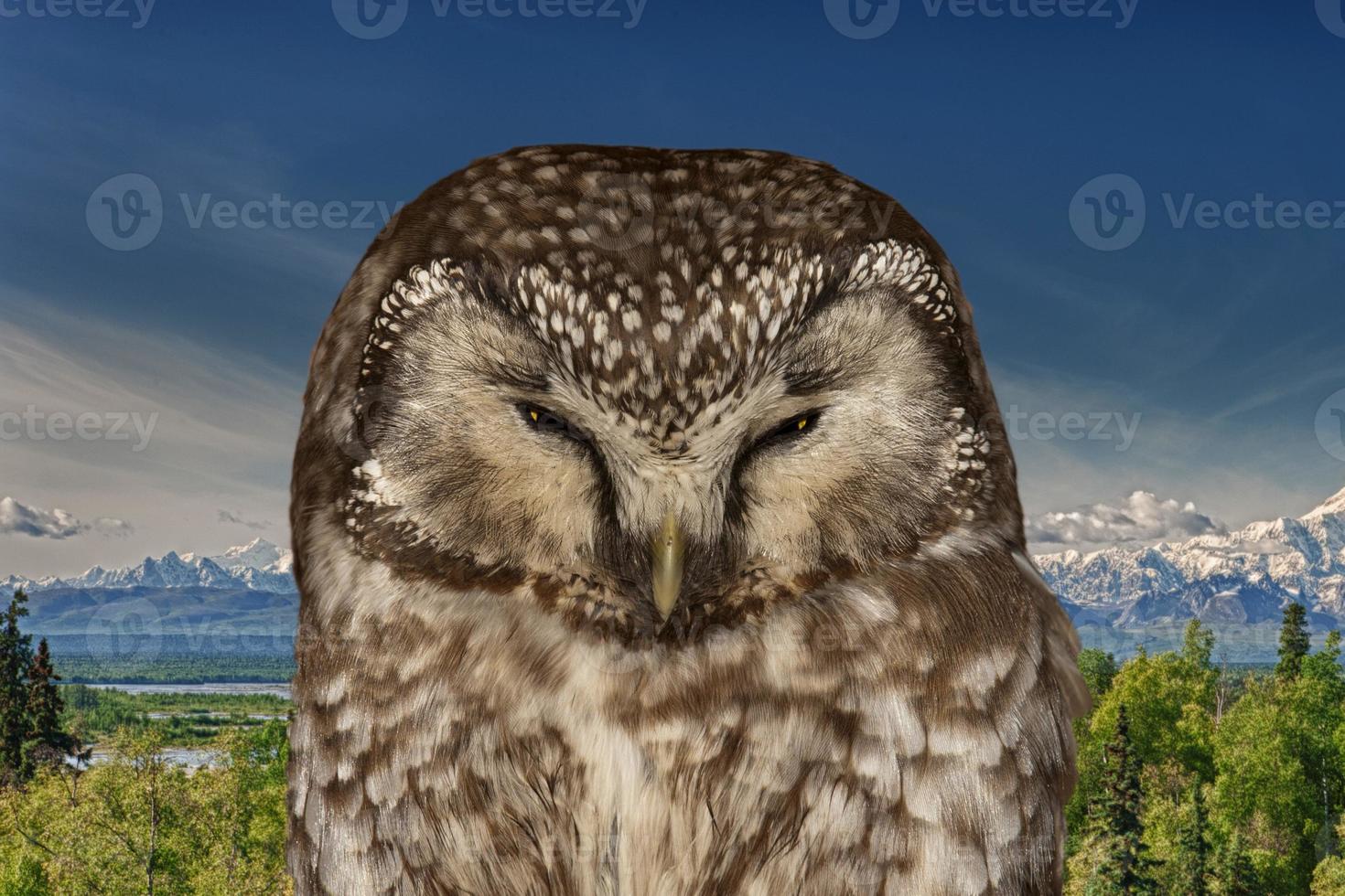 Isolated Owl on the mountain background photo