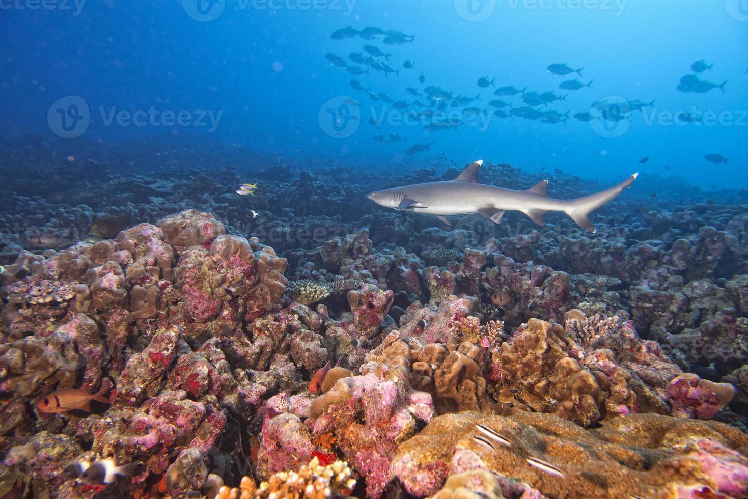 White tip Shark 12209524 Stock Photo at Vecteezy