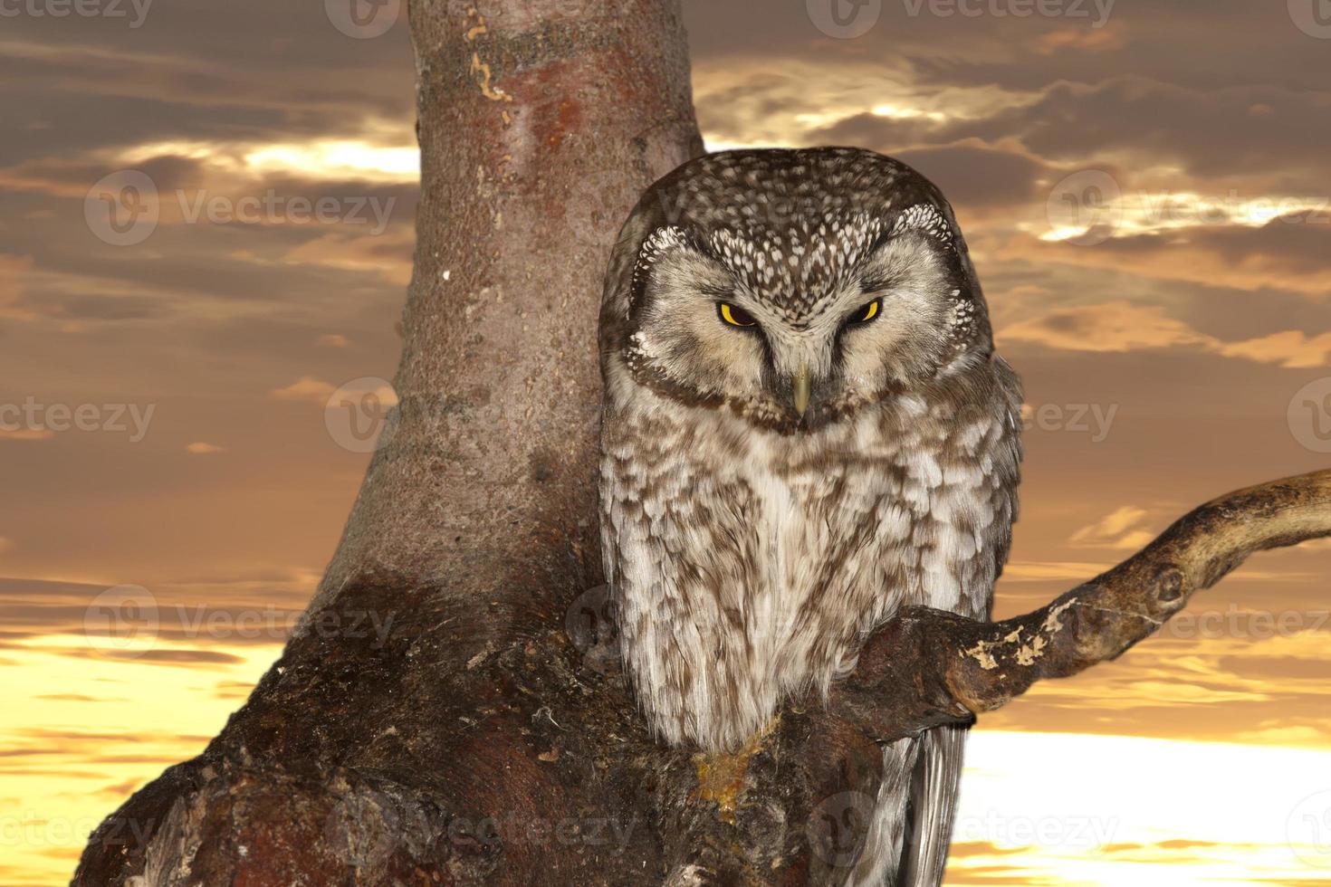 Isolated Owl on the sunset yelllow background photo