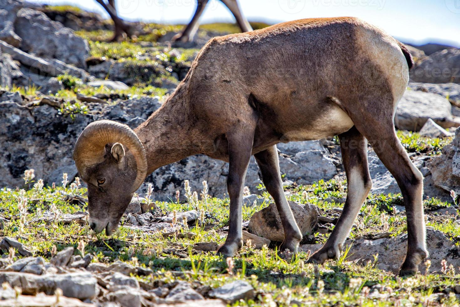 Big Horn close up portrait in Jasper park Canada photo